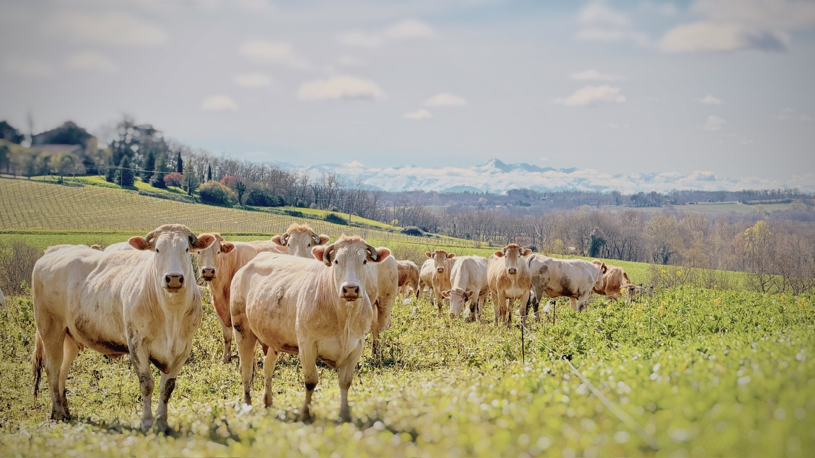 Cattle grazing in the Gascon countryside near La Donne